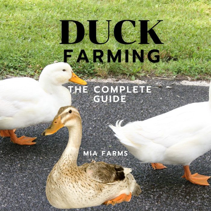 Duck Farming The Complete Guide Felixabeshop