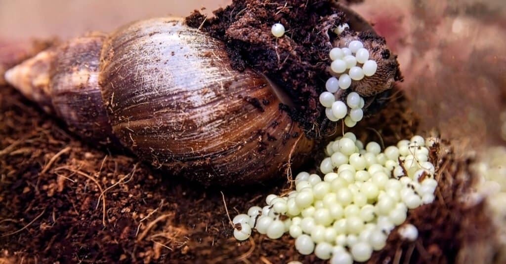 snail egg felix abe shop