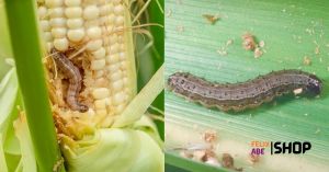 Understanding and Eradicating Armyworm in Maize Farming