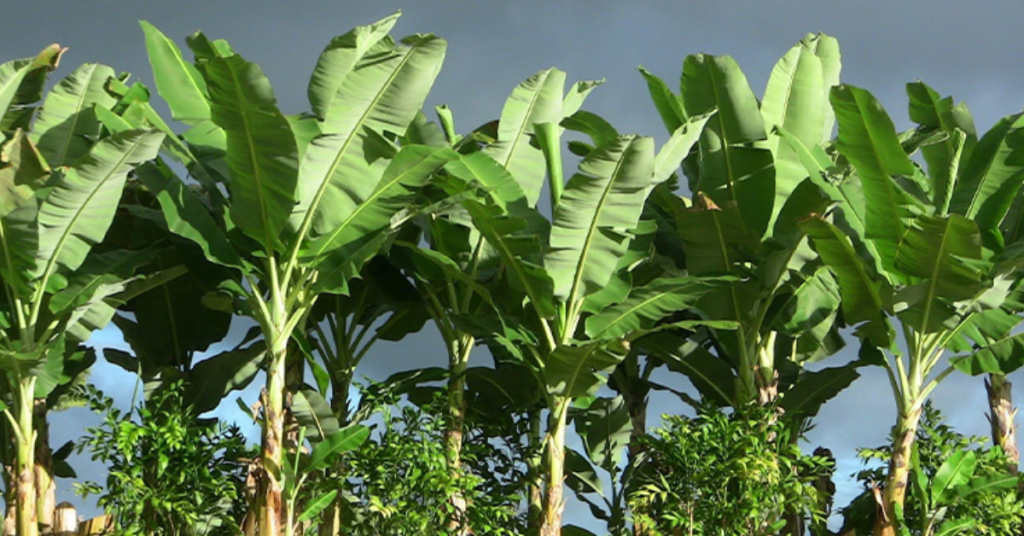 Plantain Spacing for Better Yield in Nigerian and African Farms