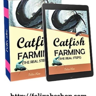 Catfish farming guide