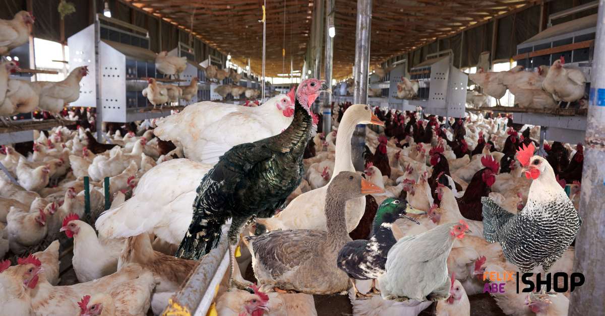 The Ultimate Guide To Raising Healthy Poultry In Nigeria Felixabeshop