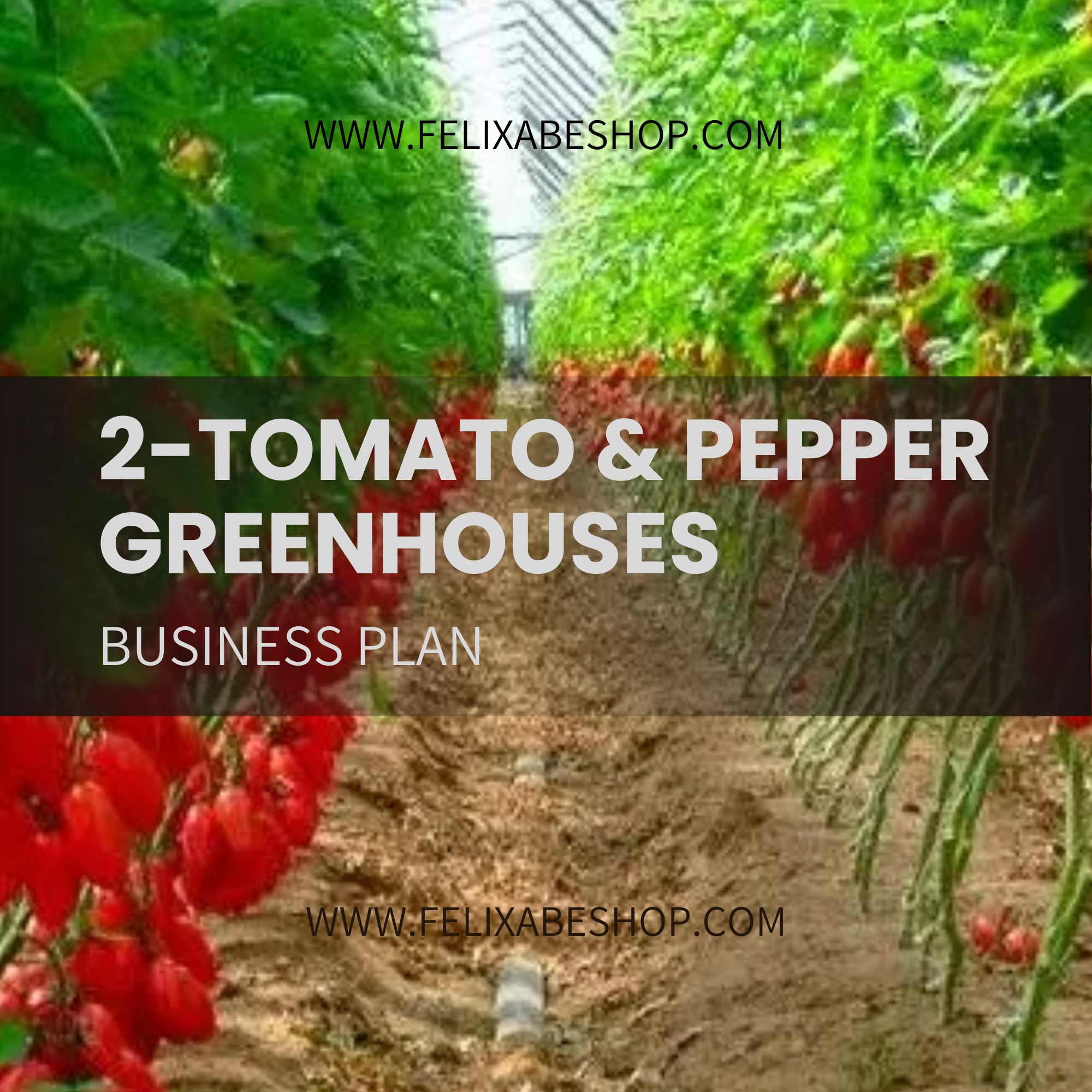 2-TOMATOE & PEPPER GREENHOUSE BUSINESS PLAN